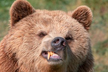 Mit dem Falschen angelegt / Japanischer Karatekämpfer treibt Bären mit Tritten in die Flucht