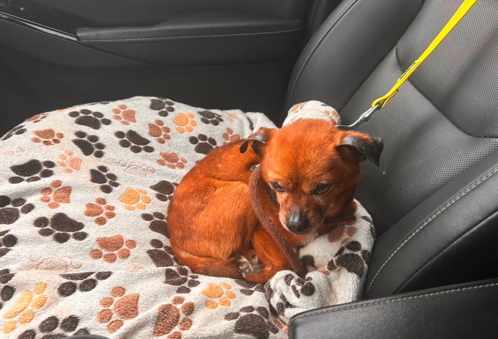 Forum / Tierwohl/Tierschutz in Luxemburg