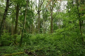 Biodiversität  / Bäume im Land sind in schlechtem Zustand 