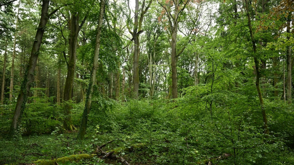 Biodiversität  / Bäume im Land sind in schlechtem Zustand 