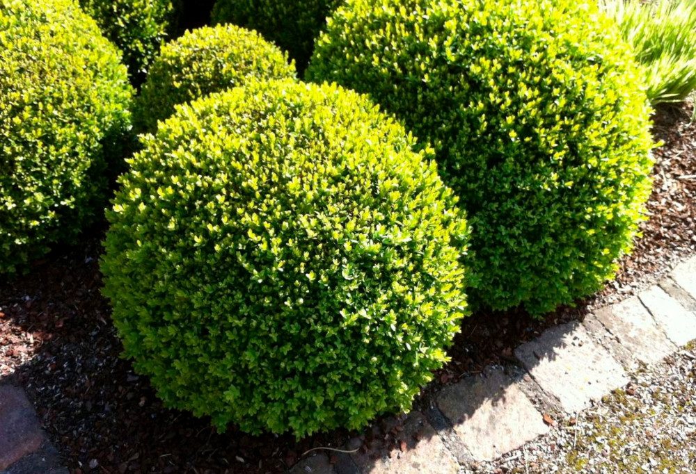 Schädlinge / Der Buchsbaumzünsler zerstört unsere Gärten: So können Sie ihn bekämpfen