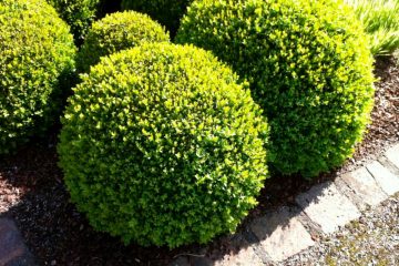 Schädlinge / Der Buchsbaumzünsler zerstört unsere Gärten: So können Sie ihn bekämpfen