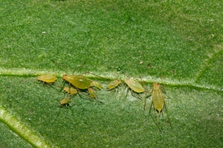 Blattläuse sind mit dem bloßen Auge zu erkennen. Sie sollen, wenn möglich, per Hand entfernt werden.
