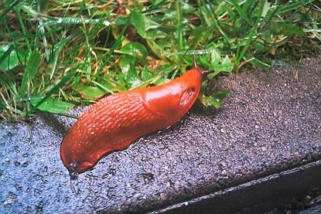 Ganz oben auf der Speisekarte der Nacktschnecke steht frisches Gemüse
