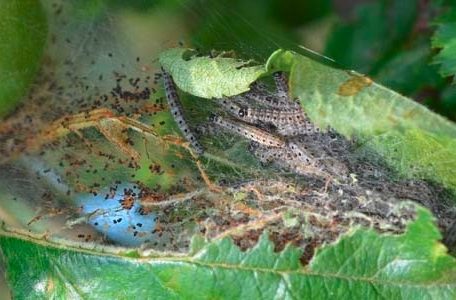 Die Raupen der Gespinstmotte werden oft mit dem Eichenprozessionsspinner verwechselt