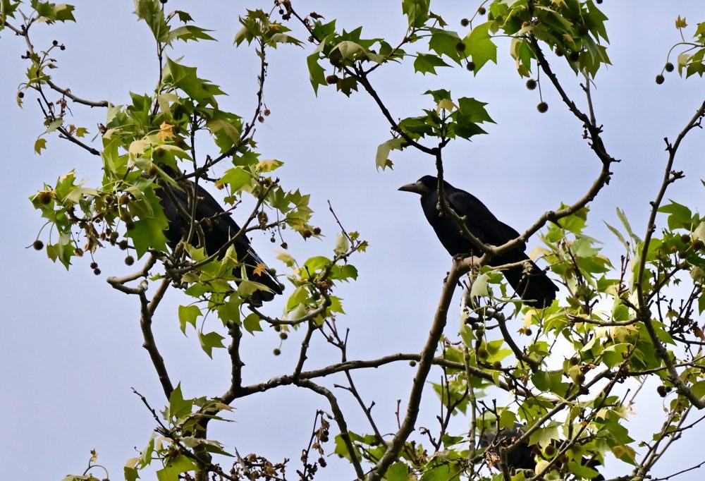 Bettemburg / „Möglicher Fall von Vergiftung“ – Dutzende tote und kranke Krähen im Schlosspark