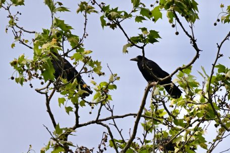 Bettemburg / „Möglicher Fall von Vergiftung“ – Dutzende tote und kranke Krähen im Schlosspark
