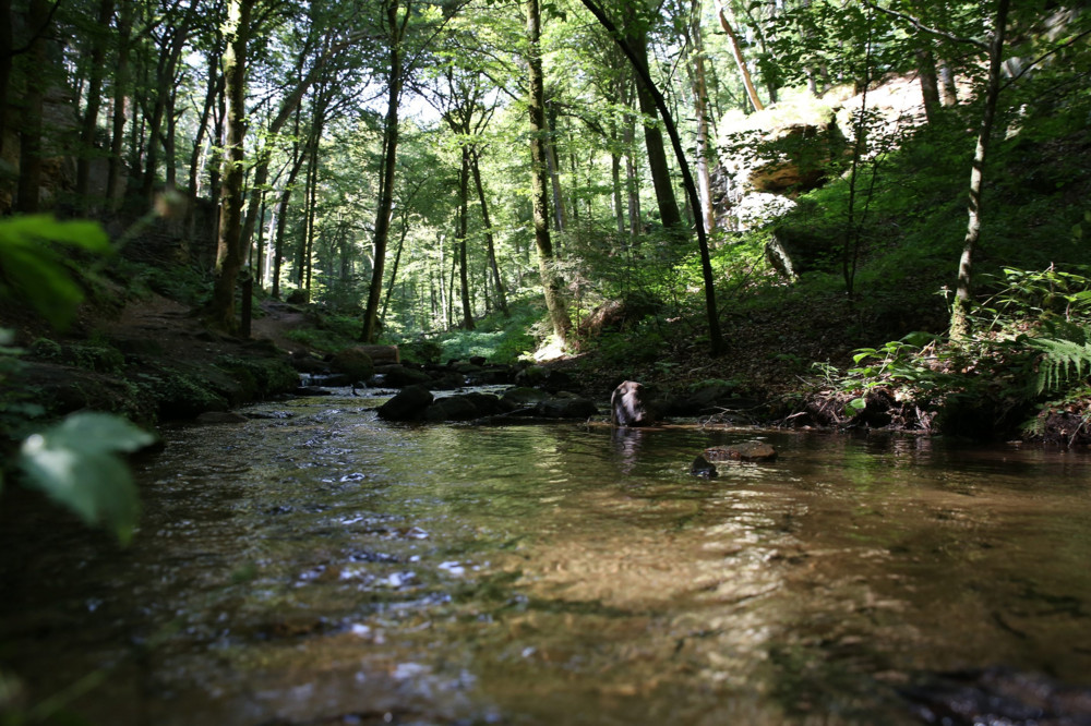 „Free Flow River“ / Freie Bahn für Fische: Deshalb sollen Hindernisse in Luxemburgs Flüssen verschwinden