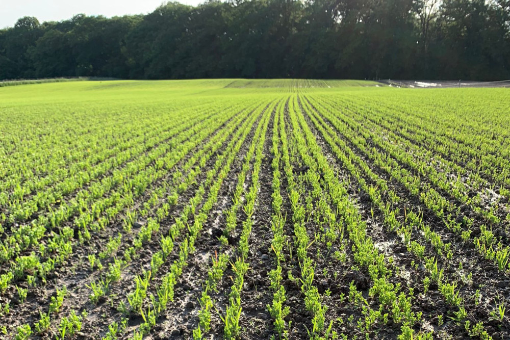 Kichererbsen und Co. / Pilotprojekt fördert Anbau von Pflanzenprotein in Luxemburg