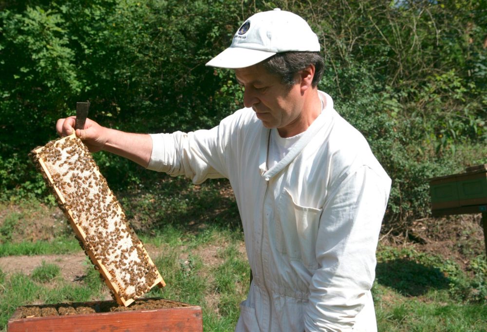 Leserforum / Zum Weltbienentag am 20. Mai 2024: Über den Stellenwert der Imkerei in der Gesellschaft