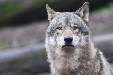 Biss- und Fraßspuren / Kalb bei Brachtenbach wurde laut Naturverwaltung von einem Wolf gerissen