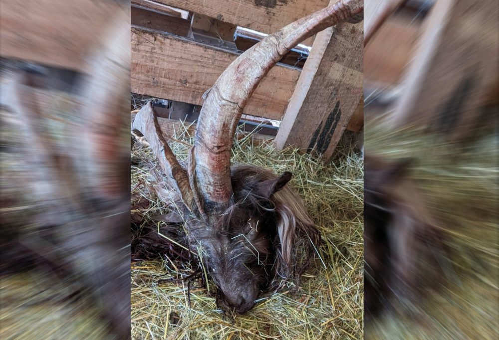 Mersch / Unbekannte schlachten Ziegenbock Charel