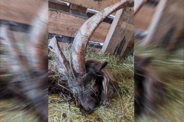 Mersch / Unbekannte schlachten Ziegenbock Charel