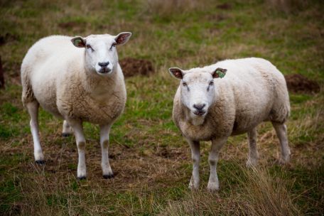 Diekirch / Schafe tot in Schrebergarten gefunden