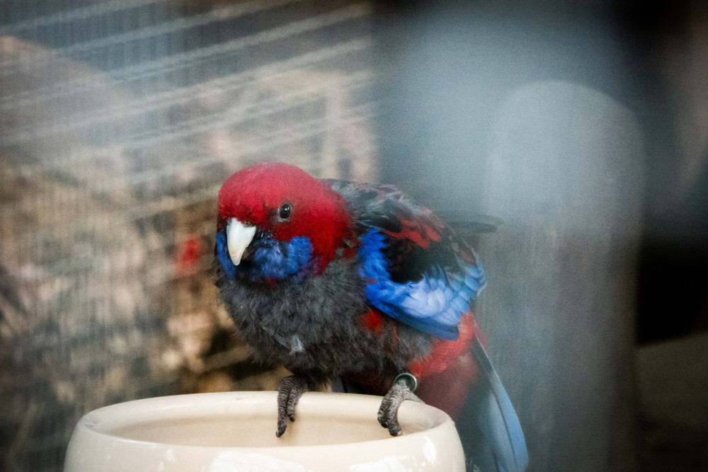 „Escher Déierepark“ / „Medical trainings“ und Chipstüten im Waschbärgehege: Was es bedeutet, Tierpfleger zu sein