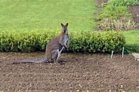 Sammy auf Erkundungstour in einem Consdorfer Garten
