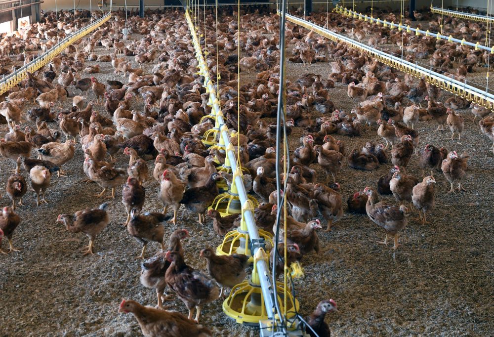 Lebensmittelsicherheit / Nahrungsergänzungsmittel sind kein Wundermittel