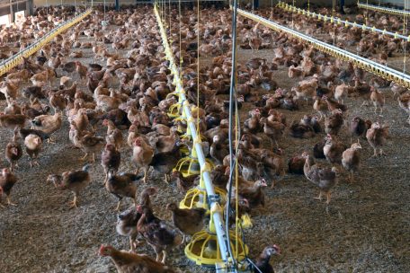 Lebensmittelsicherheit / Nahrungsergänzungsmittel sind kein Wundermittel