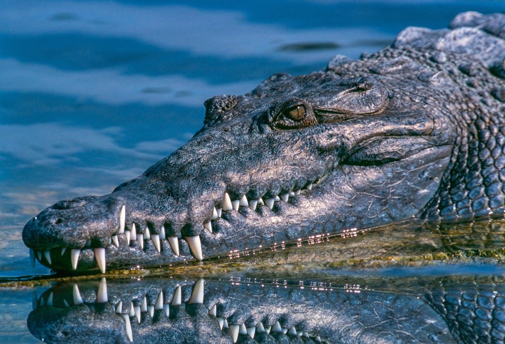 Australien / Krokodil terrorisiert Gemeinde und landet im Kochtopf