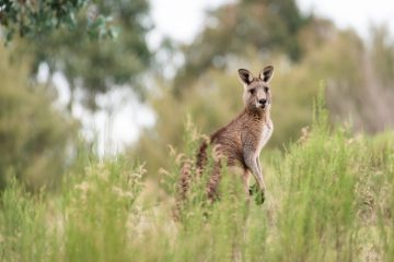 Müllerthal / Wie es mit Känguru Sammy weitergehen könnte