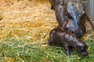Berliner Zoo / Klein wie ein Mischbrot: Seltene Zwillingsgeburt bei den Zwergflusspferden 