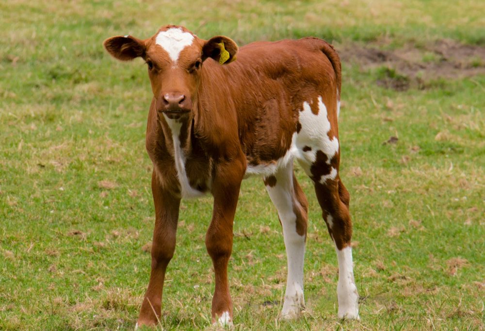 Deutschland / Polizei rettet Kalb von Autobahn – und nimmt Tier auf Rücksitz mit