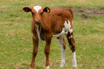 Deutschland / Polizei rettet Kalb von Autobahn – und nimmt Tier auf Rücksitz mit