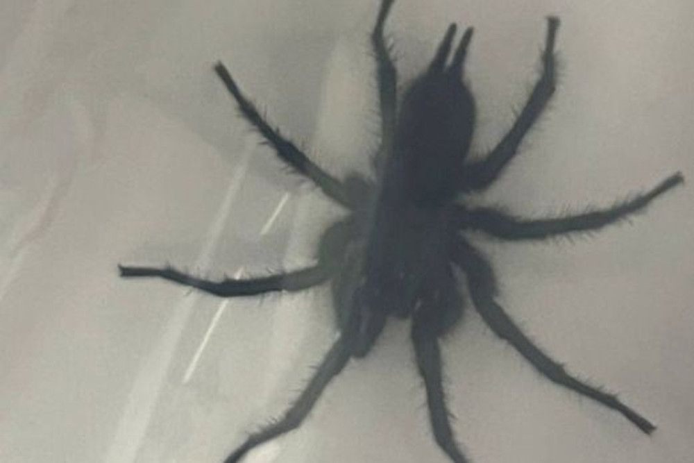 Wer vermisst seine Giftspinne?  / Düdelinger Wildtierstation sucht Besitzer von Trichternetzspinne