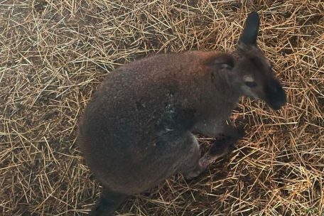 Medienbericht / Veterinärinspektion: Känguru Sammy ist tot