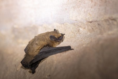 Tierseite / Säugetier mit Schutzstatus: In Luxemburg flattern 21 Fledermausarten