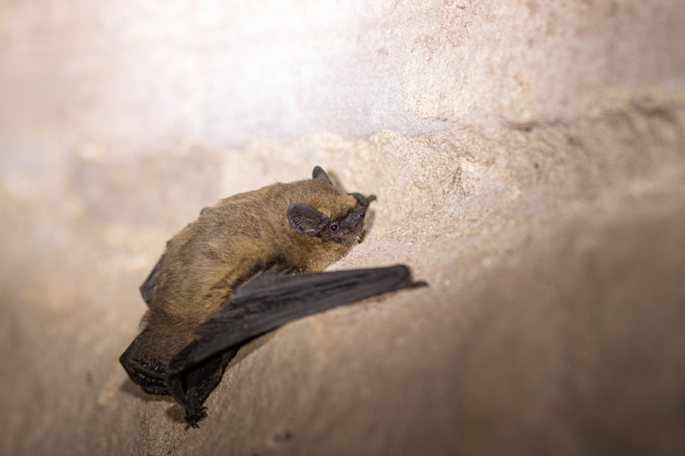 Tierseite / Säugetier mit Schutzstatus: In Luxemburg flattern 21 Fledermausarten