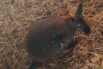 Veterinärinspektion / Todesursache bekannt: Woran Sammy und auch noch ein weiteres Känguru starben