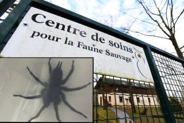 Giftspinne in der Wildtierstation / Trichternetz-Spinne klebte an Hausfassade in Reckingen/Mess