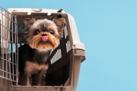 Haustiere / Wegen Tollwutgefahr: Urlauber sollen keine Tiere mit unklarem Gesundheitsstatus mitbringen