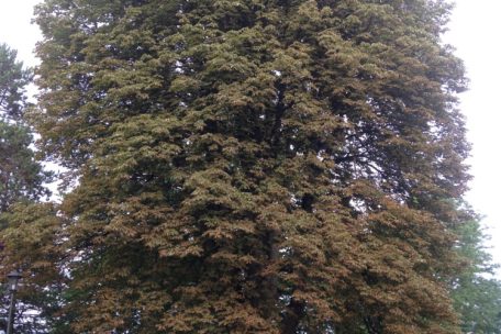 Marronier plant&eacute; &agrave; l&rsquo;occasion de la naissance du prince Jean 