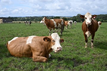 Agrarsektor / Die „Foire agricole“ und die Sorgen der Landwirte