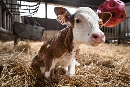 Landwirte haben Nachwuchssorgen, das liebe Vieh eher nicht. Auf einem Hof in Aspelt.