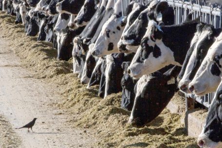 Von Kühen auf Menschen / Vogelgrippe findet neue Ansteckungswege: Wie sieht die Situation in Luxemburg aus?