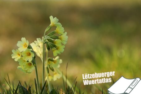 „Lëtzebuerger Wuertatlas“ / Regionale Unterschiede: Wie nennst du diese Blume?
