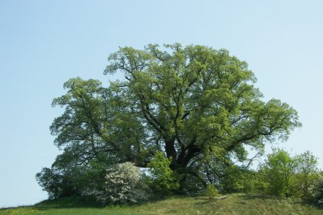 Leserforum / Déi al Lann um Mierscherbierg