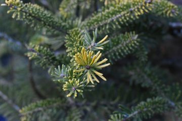 Dekoration / Hat jemand einen Weihnachtsbaum übrig? Luxemburger Hauptstadt sucht 20 große Tannen