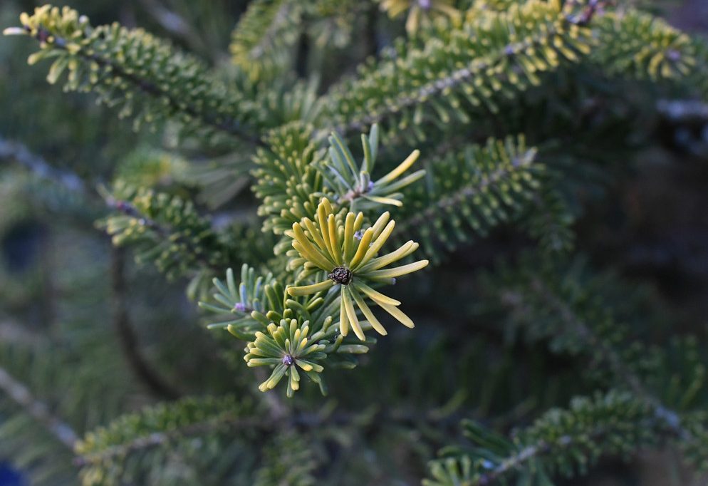 Dekoration / Hat jemand einen Weihnachtsbaum übrig? Luxemburger Hauptstadt sucht 20 große Tannen
