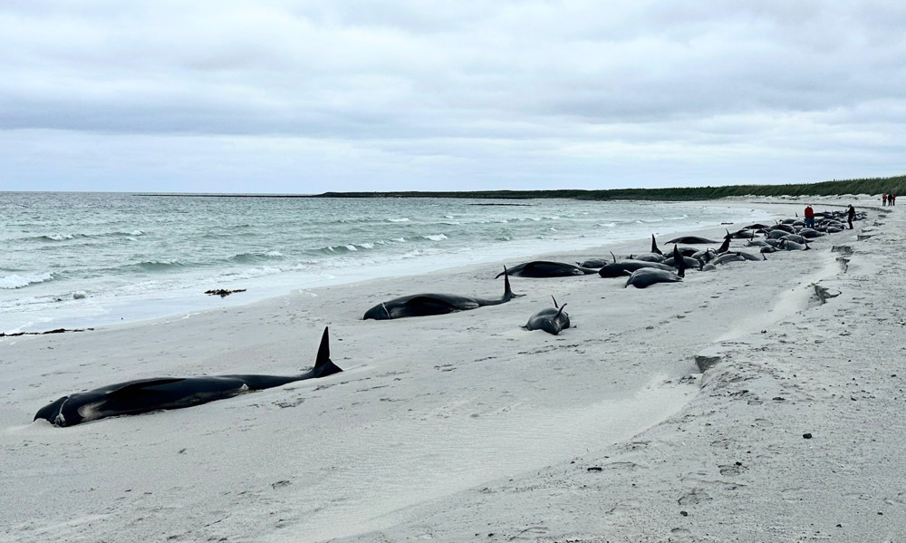 Schottland / Dutzende Grindwale auf Orkney-Inseln gestrandet