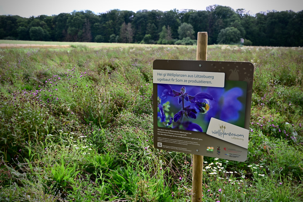 Naturschutz  / Naturlandschaften mit Wildblumen: Pionierprojekt bringt landwirtschaftliche Genossenschaft hervor