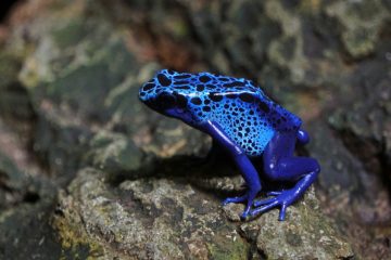 Luxemburg / Haustiere mal anders: Für diese Tiere hat Luxemburg Genehmigungen erteilt