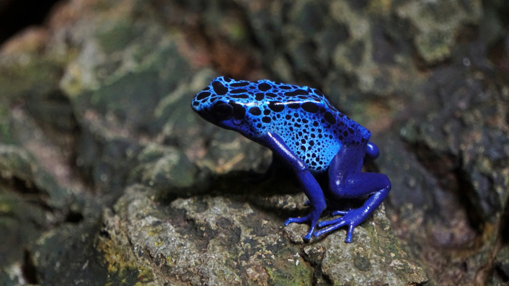 Luxemburg / Haustiere mal anders: Für diese Tiere hat Luxemburg Genehmigungen erteilt