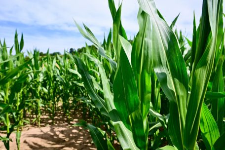 Die Schnellsten brauchen ca. eine gute Stunde, um den Weg durchs Maislabyrinth zu finden