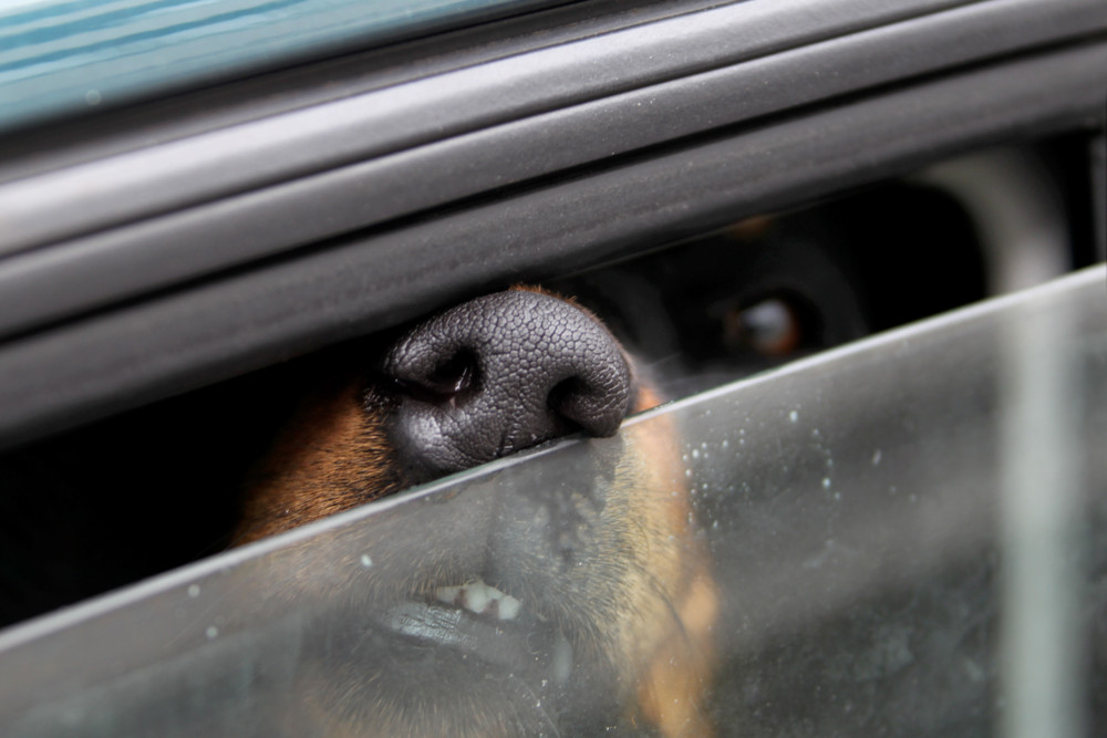 Zweibrücken / Hunde bei Hitze im Auto, Besitzer beim Shoppen – Tier tot