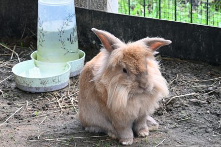 Therapietiere müssen nicht groß sein