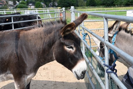 Esel sind gutmütige und geduldige Tiere
